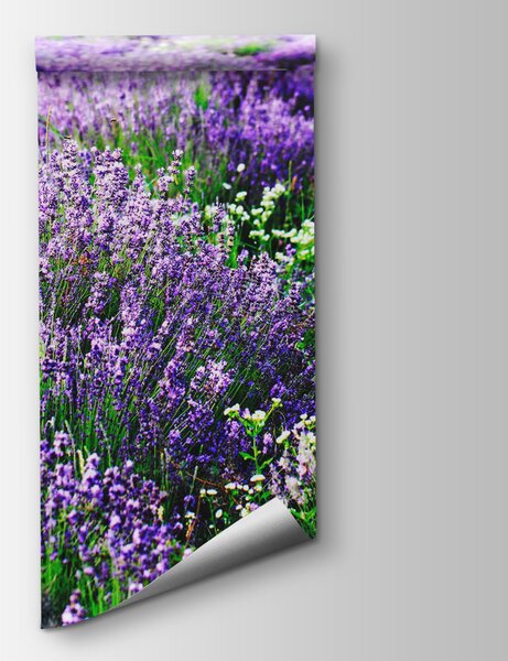 Fotótapéta Lila virágmező, Természet fotótapéta, Népszerű fotótapéta, u57293 - Tapeko.hu