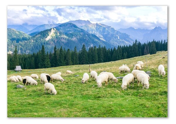 Üvegfotó Sheep a tátrában