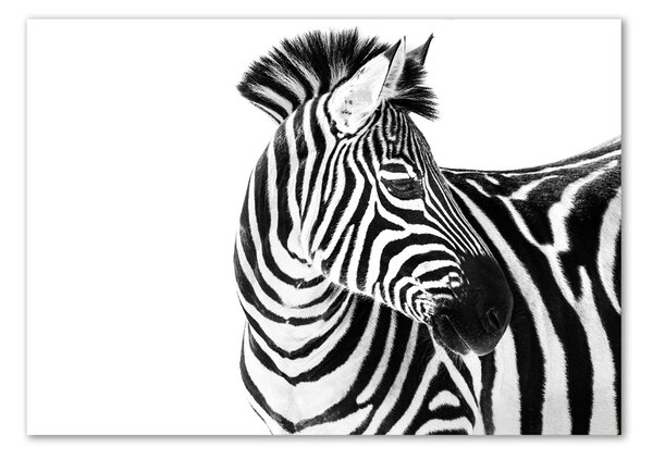 Üvegkép Zebra hó