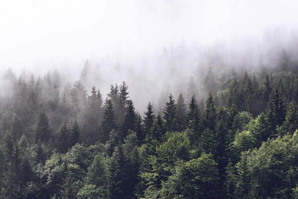Fotótapéta Fák erdeje köddel, Természet fotótapéta, Népszerű fotótapéta, u62724 - Tapeko.hu