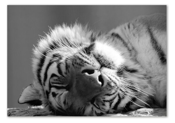 Akrilkép Alvó tigris
