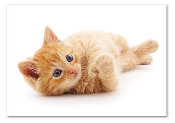 Üvegkép Red cat
