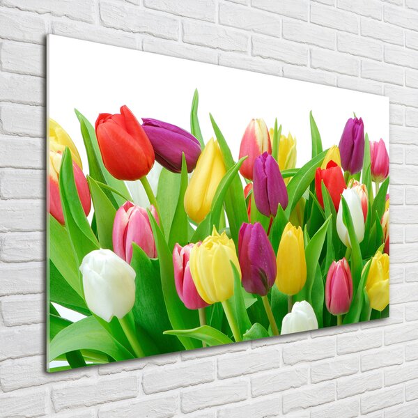 Egyedi üvegkép Színes tulipán