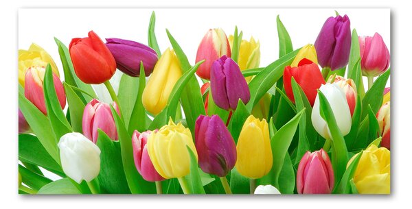 Akrilkép Színes tulipán
