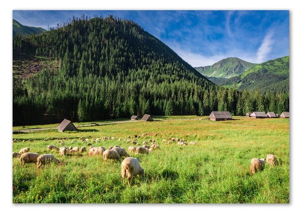 Akril üveg kép Sheep a tátrában