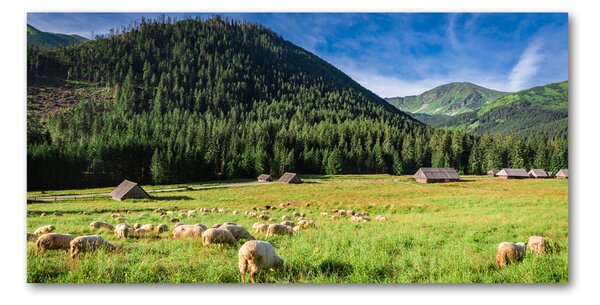 Akril üveg kép Sheep a tátrában