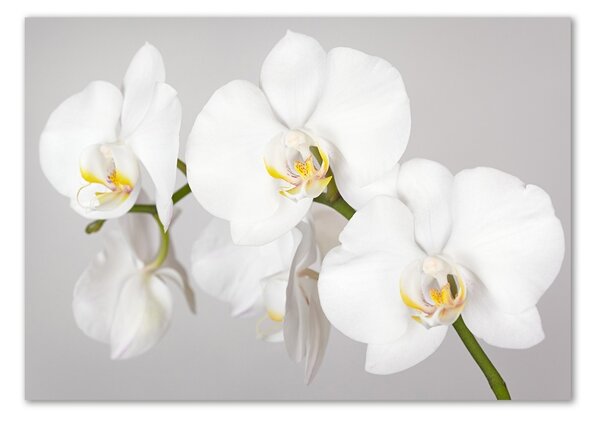 Egyedi üvegkép Orchidea