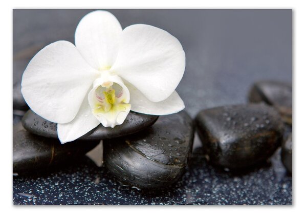 Egyedi üvegkép Orchidea