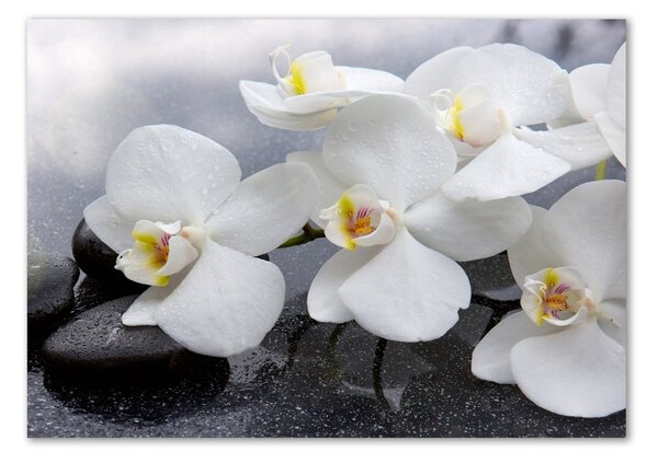 Akrilkép Orchidea