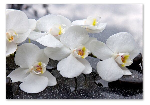 Akrilkép Orchidea