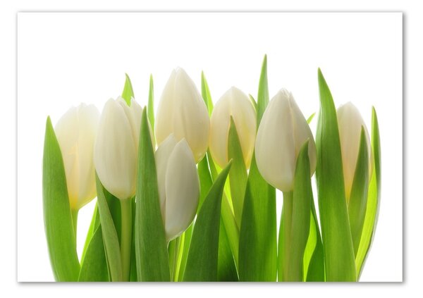 Akrilkép Tulipán