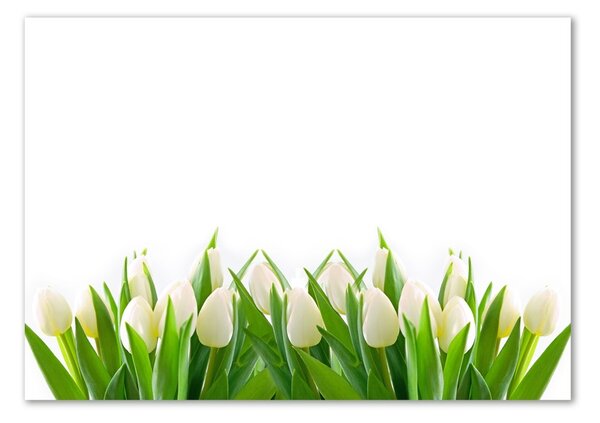 Akrilkép Fehér tulipán