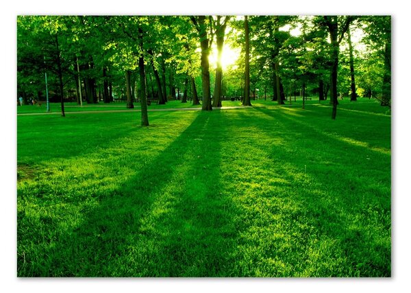 Akril üveg kép A fű a parkban