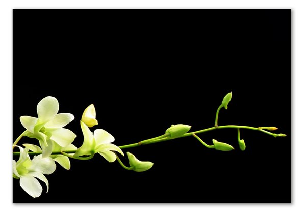 Akrilkép Orchidea