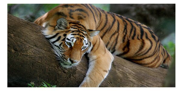 Akrilkép Tiger a fán