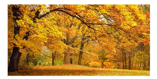 Akril üveg kép Ősz a parkban