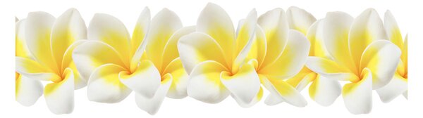 Akrilkép Plumeria