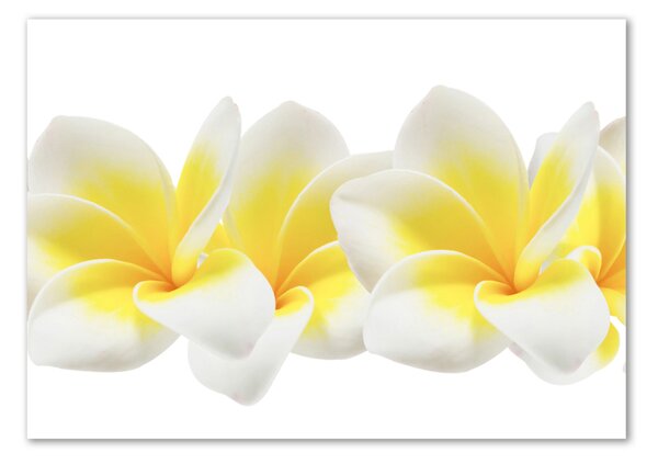 Egyedi üvegkép Plumeria