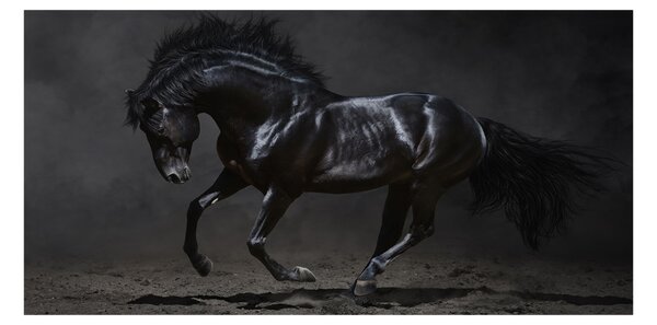 Akrilkép Fekete ló