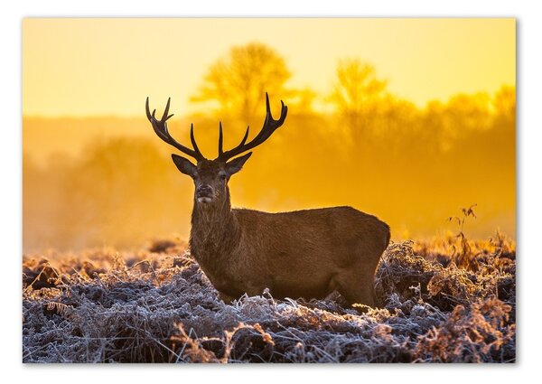 Akrilkép Deer napkelte