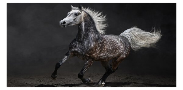 Akrilkép Szürke arab ló