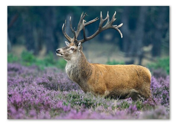 Üvegkép Deer levendula
