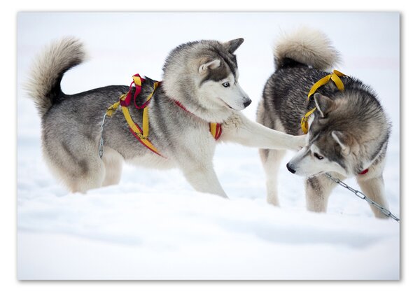 Akrilkép Husky tél