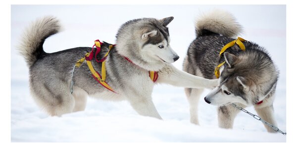 Akrilkép Husky tél
