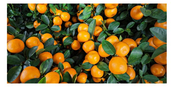 Akril üveg kép Mandarin
