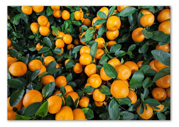 Akril üveg kép Mandarin