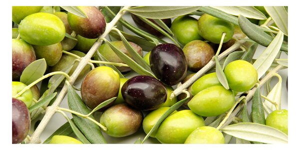 Akril üveg kép Friss olajbogyó