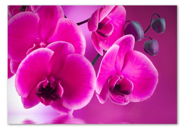 Akrilkép Orchidea