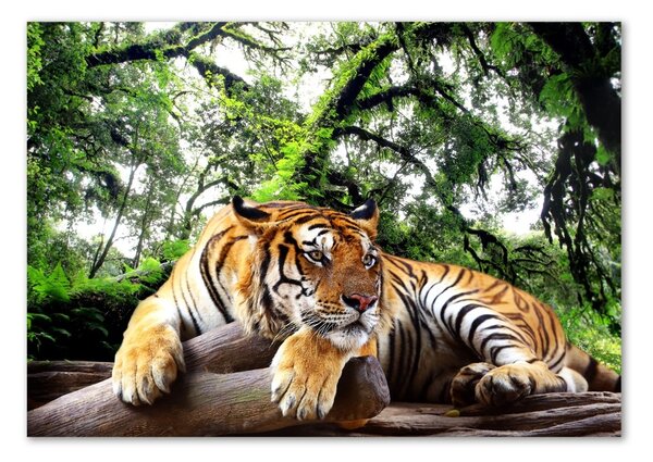 Akrilkép Tiger a rock
