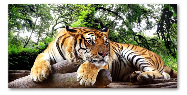 Akrilkép Tiger a rock