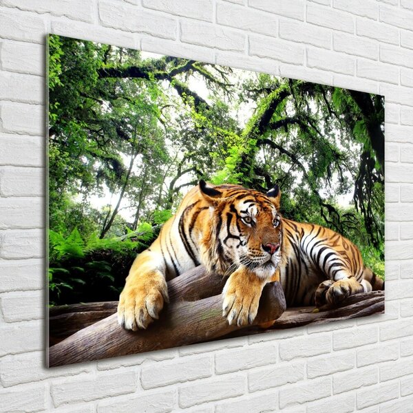Akrilkép Tiger a rock