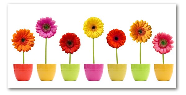 Akrilkép Színes gerbera
