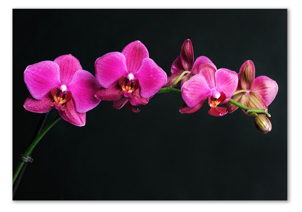 Akrilkép Orchidea
