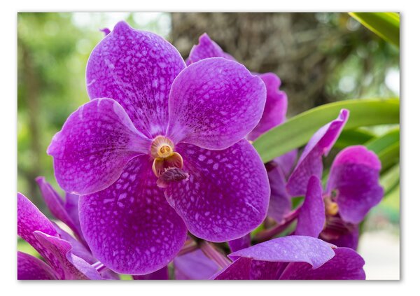 Egyedi üvegkép Orchidea