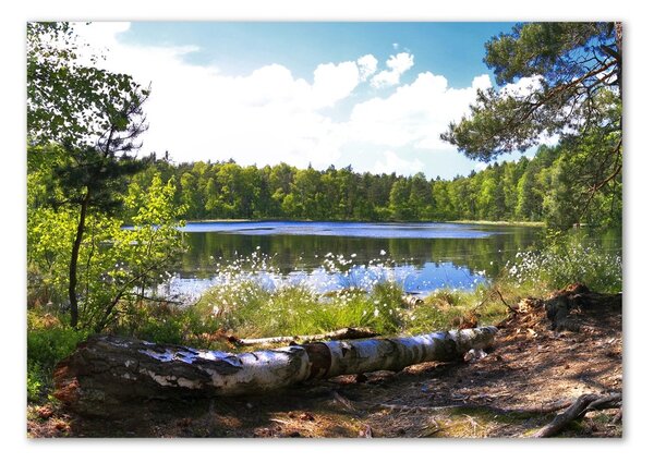 Akril üveg kép Erdei panoráma