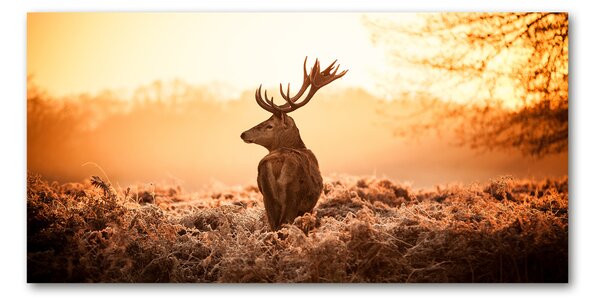 Akrilkép Deer napkelte