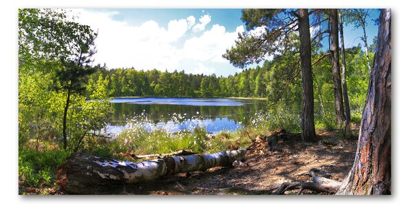 Akril üveg kép Erdei panoráma