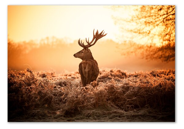 Akrilkép Deer napkelte