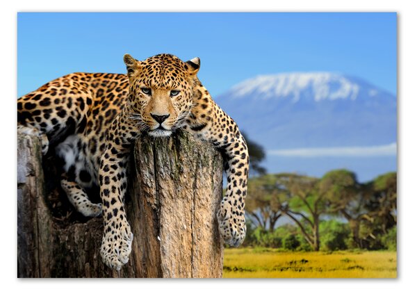 Üvegkép Leopard egy fatönkön
