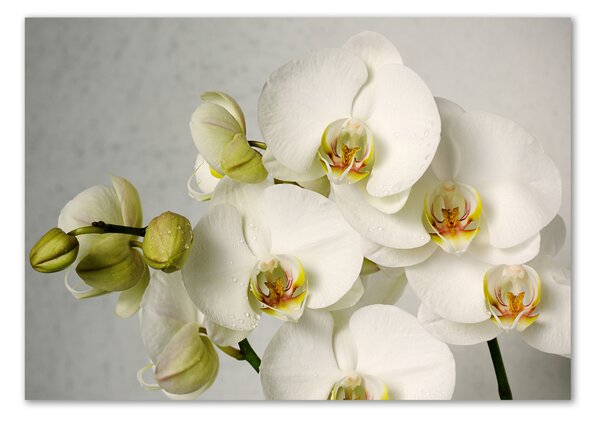 Akrilkép Fehér orchidea