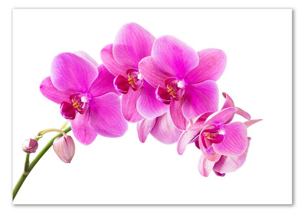 Akrilkép Rózsaszín orchidea