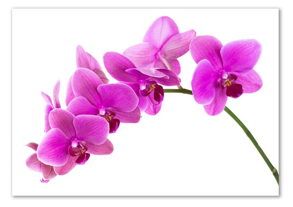 Akrilkép Rózsaszín orchidea
