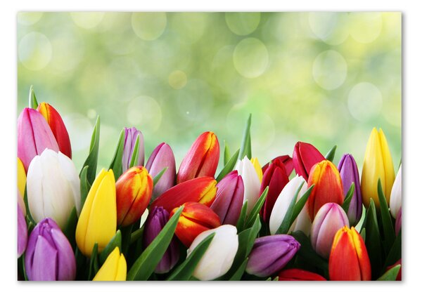 Akrilkép Színes tulipán