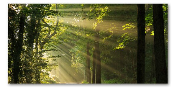 Akril üveg kép Forest a nap