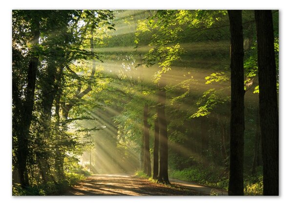 Üvegfotó Forest a nap