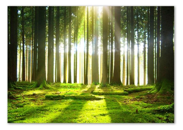 Akril üveg kép Forest a nap